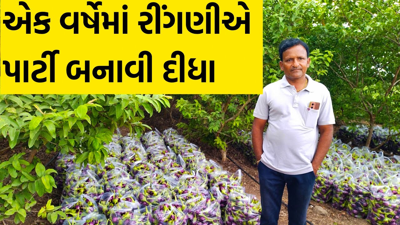 બે મહિનામાં સાડા પાંચ લાખનું ઉત્પાદન || ગુલાબી રીંગણ || બોટાદ || Gulabi Ringan || Pravinbhai