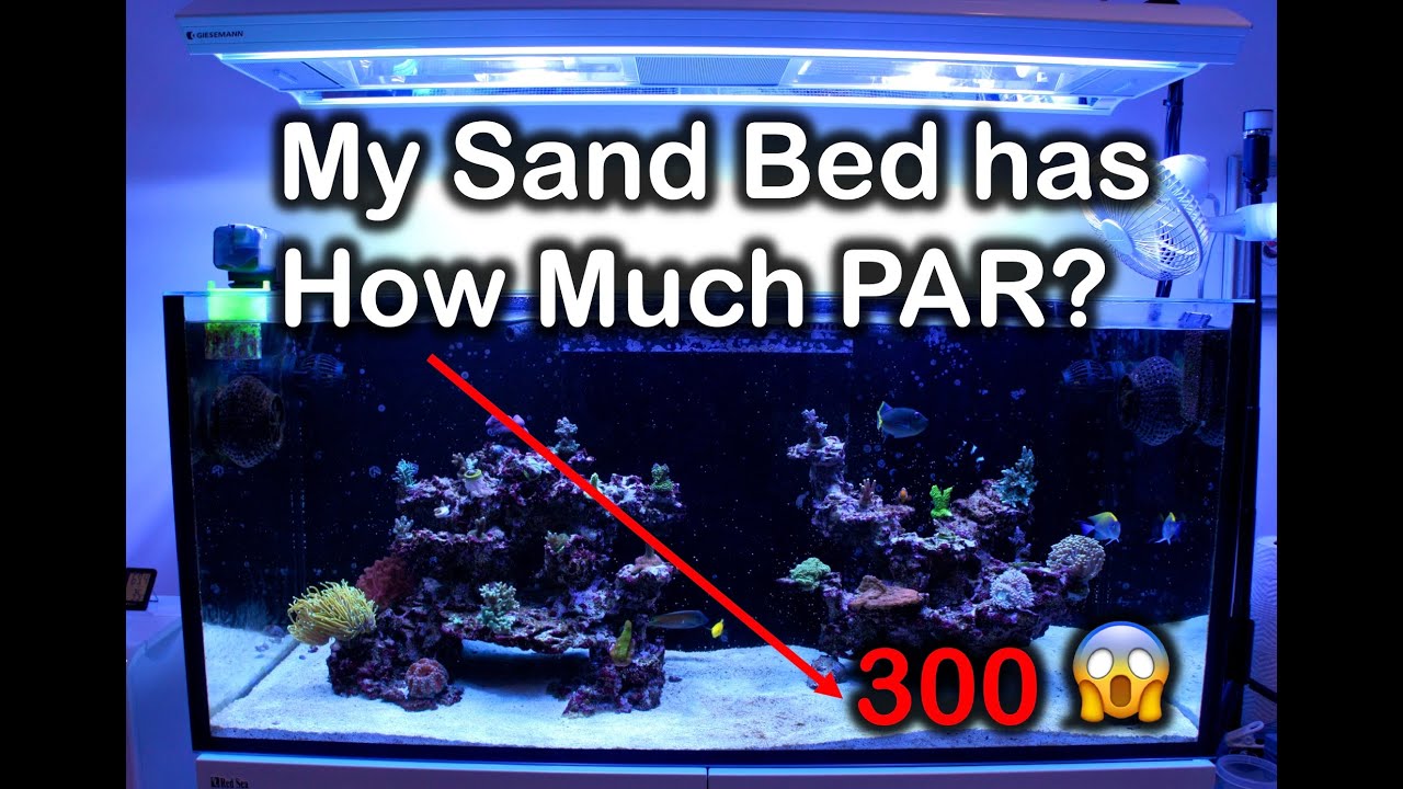 Too Much PAR? A few of my corals seem to think so...let's find out!