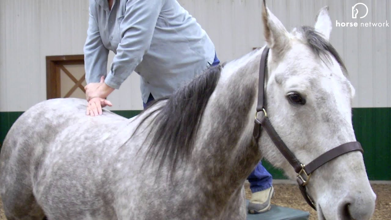 Ever Wonder How the Horse Network Team Really Feels About Horses?