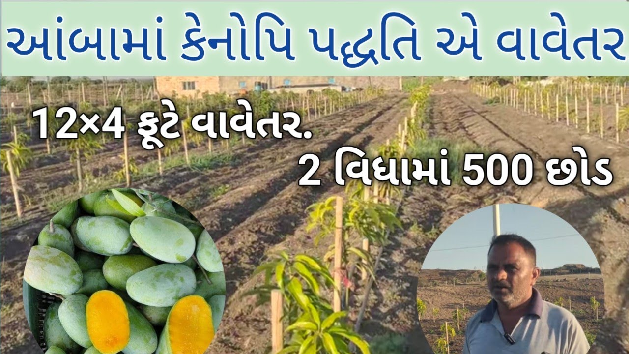 કેનોપી પદ્ધતિમાં આંબાનું 12×4 ફૂટે વાવેતર કરનાર ખેડૂત ની મુલાકાત.