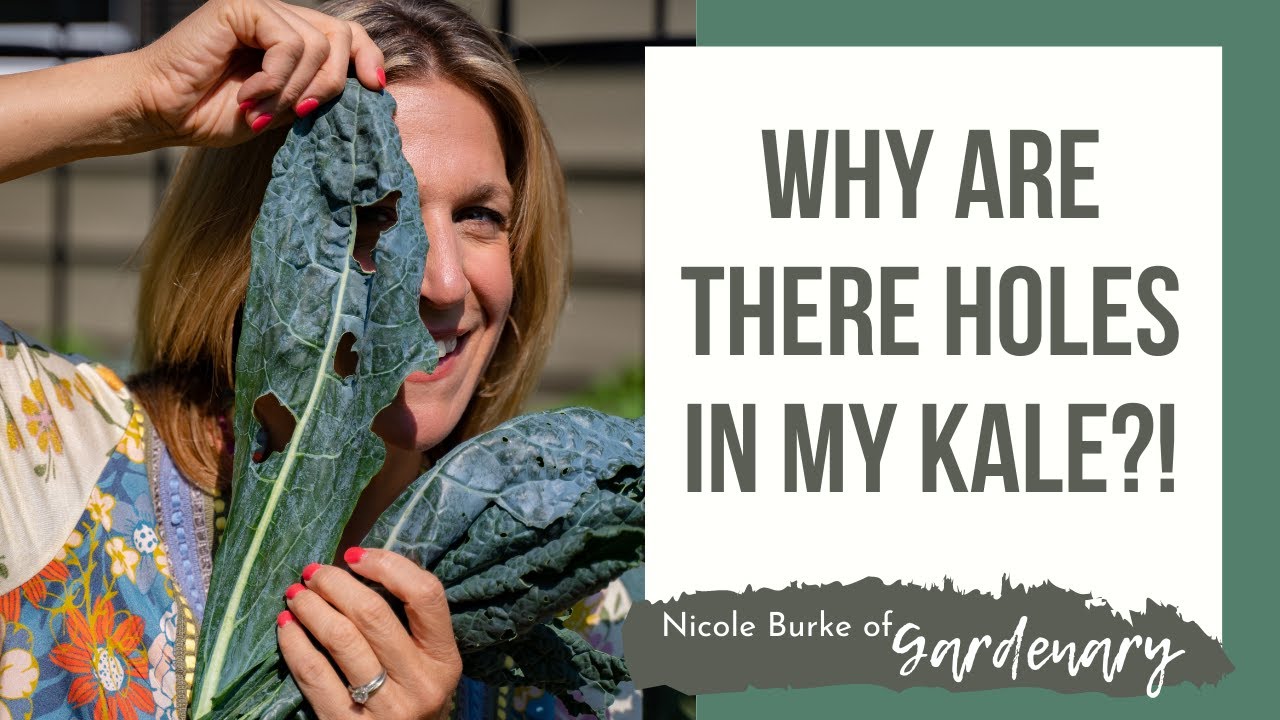 Why Are There Holes in My Kale?