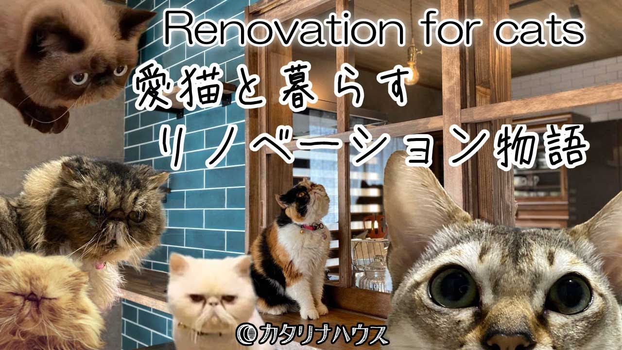 愛猫と暮らすリフォームのビフォーアフター♪Renovation for cats