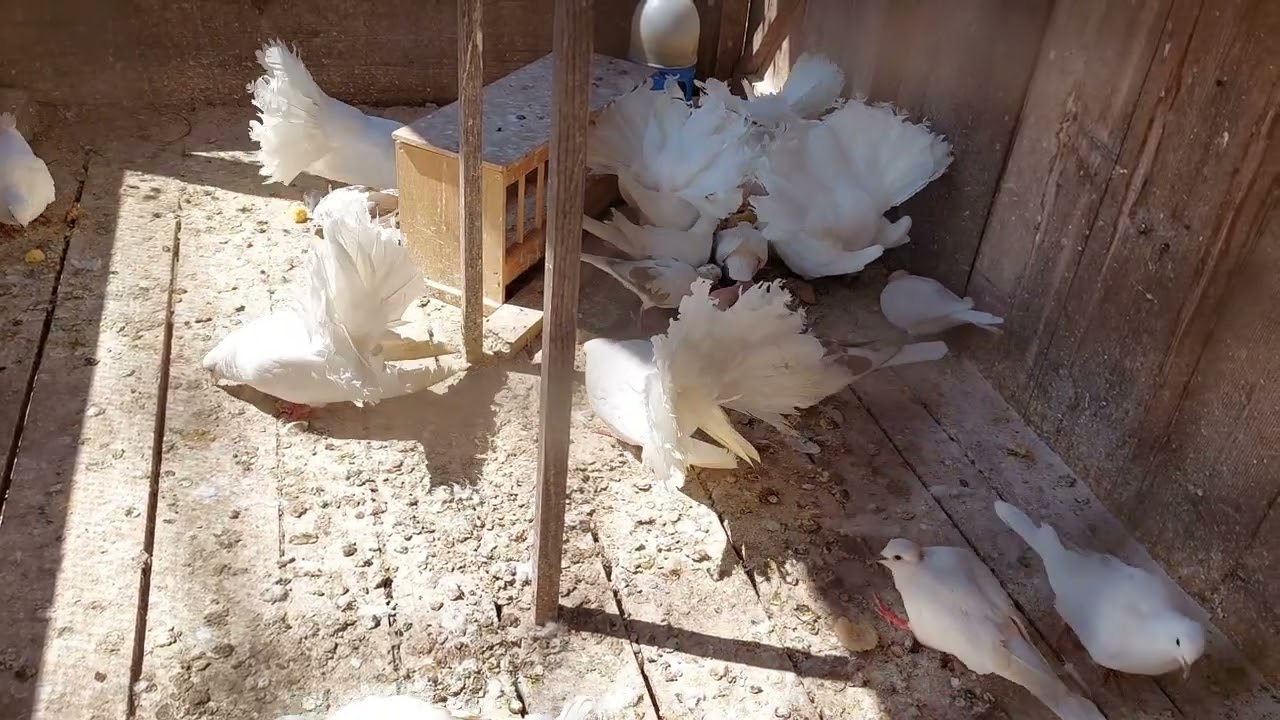White Pigeons Are Feeding | Peaceful Birds Eating Scene