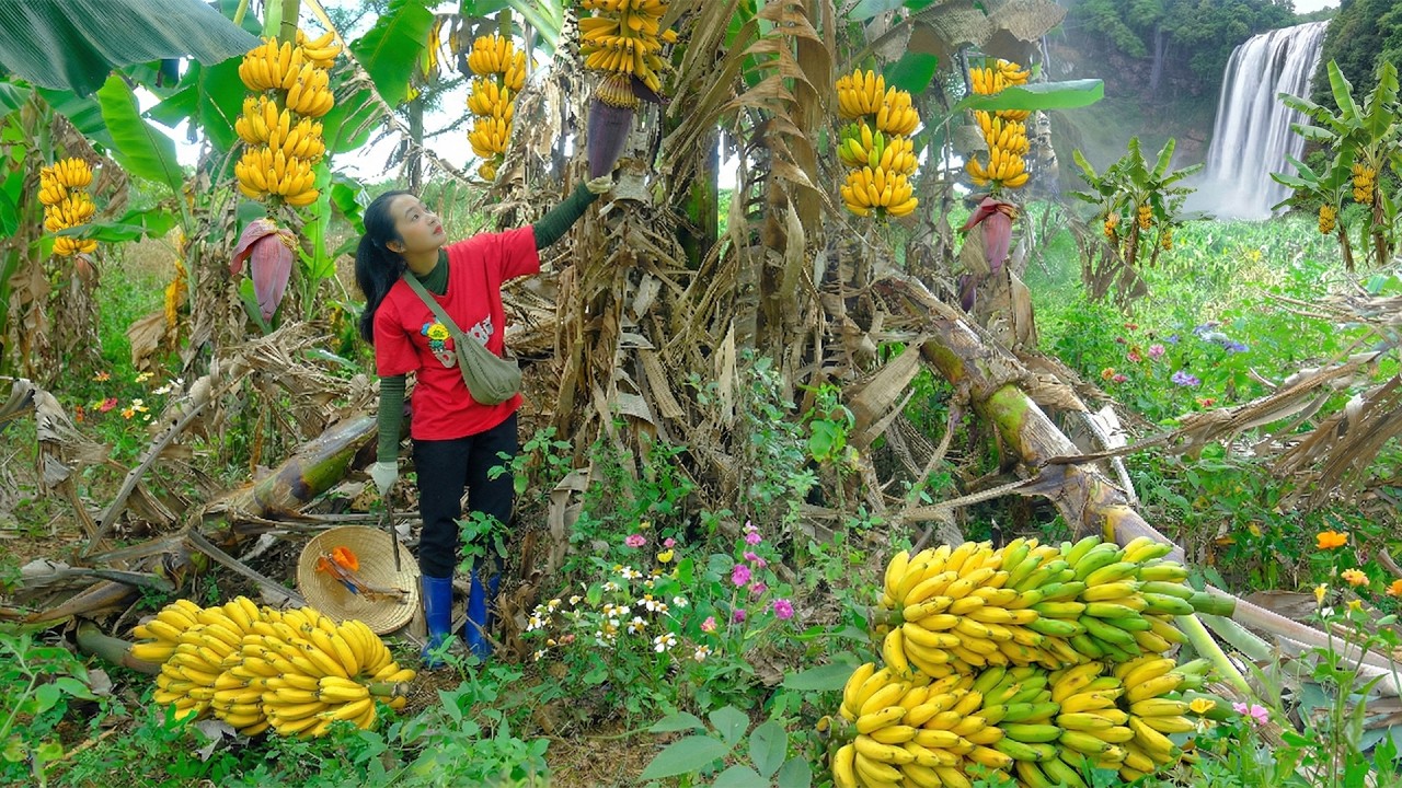 Full video: Harvest Banana Go To The Market To Sell – Farm Life: Cook, Garden, Raise Livestock