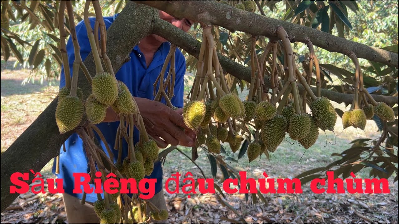 Chặn đọt Sầu Riêng đậu quải xà đậu