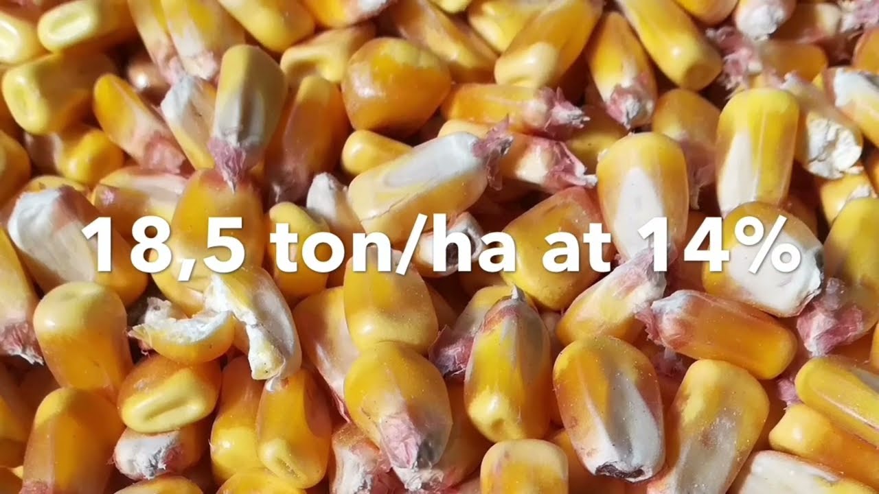 Strip Till season 2020