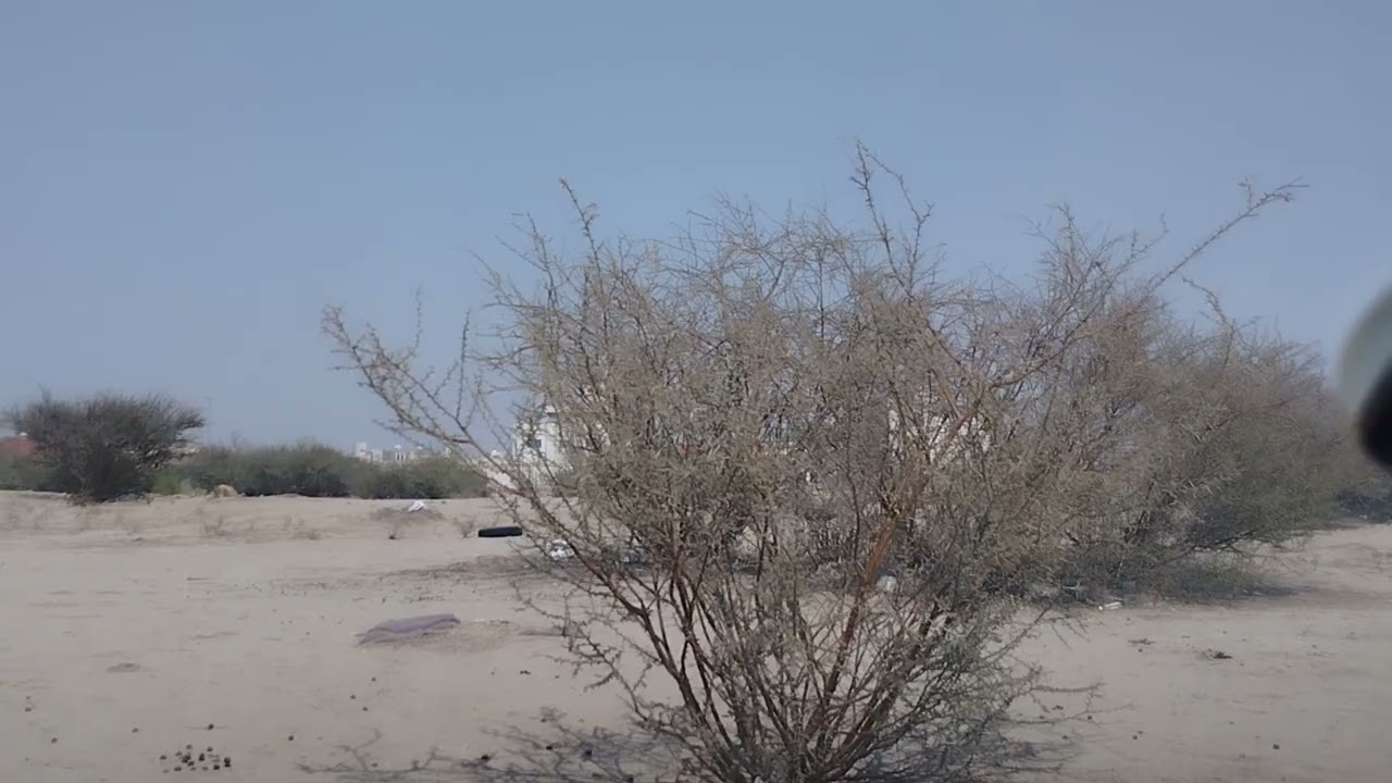 حافظوا على النباتات الصحراوية وبلغوا  عمن  يعتدي عليها