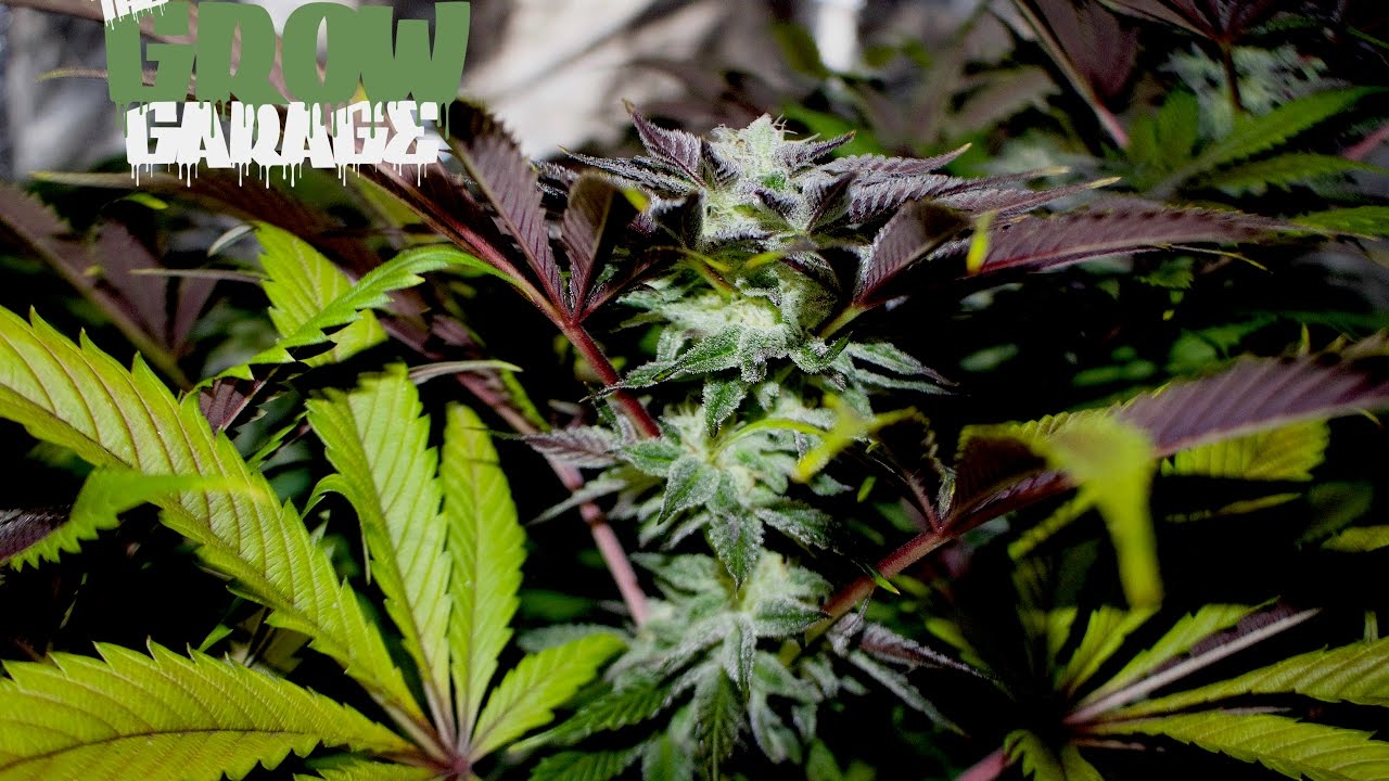 True Believer Day 44 Flower 600w Gavita Living Organic Soil Cannabis Grow