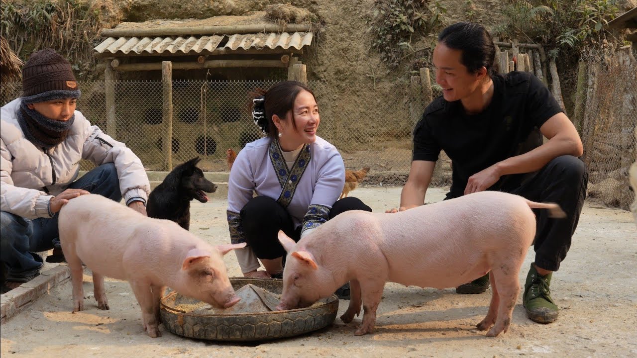 Jon and Vang Hoa Are Happy to Buy New Pigs: The Journey to Restore the Farm !
