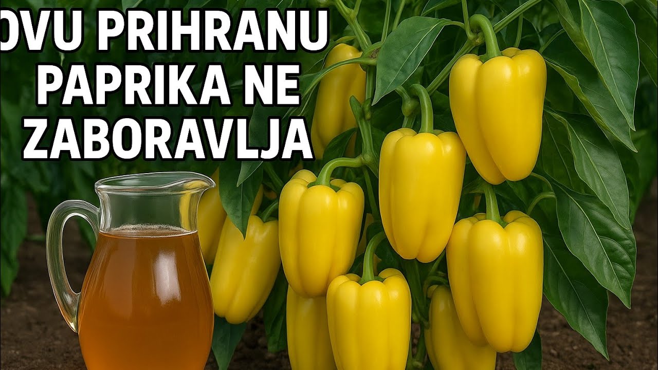 Ovu prihranu paprika NE ZABORAVLJA – Raste, cvjeta i rađa k'o luda!
