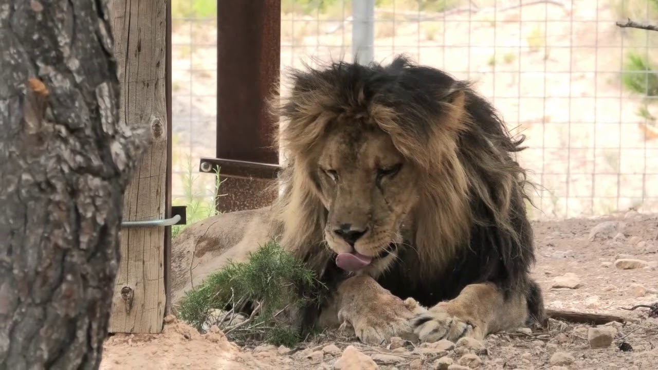 Silas y Govani, leones recuper&aacute;ndose en AAP Primadomus