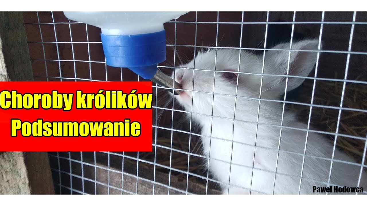 Choroby królików #Podsumowanie | Myksomatoza | Kokcydioza | Pomór i wiele innych!
