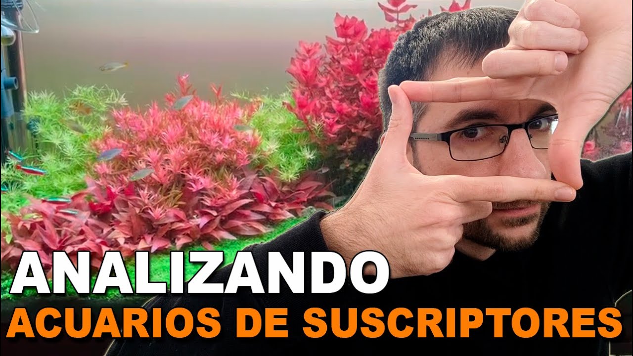 🕵️ Acuarios de Suscriptores Nº38: Gambarios | Aguas Negras | Gente Joven se inicia en el Hobby