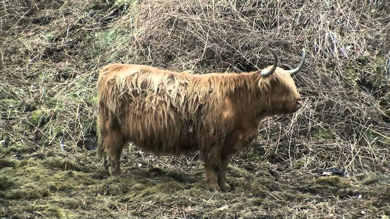 Wildlife on the Isle of Mull  Scotland