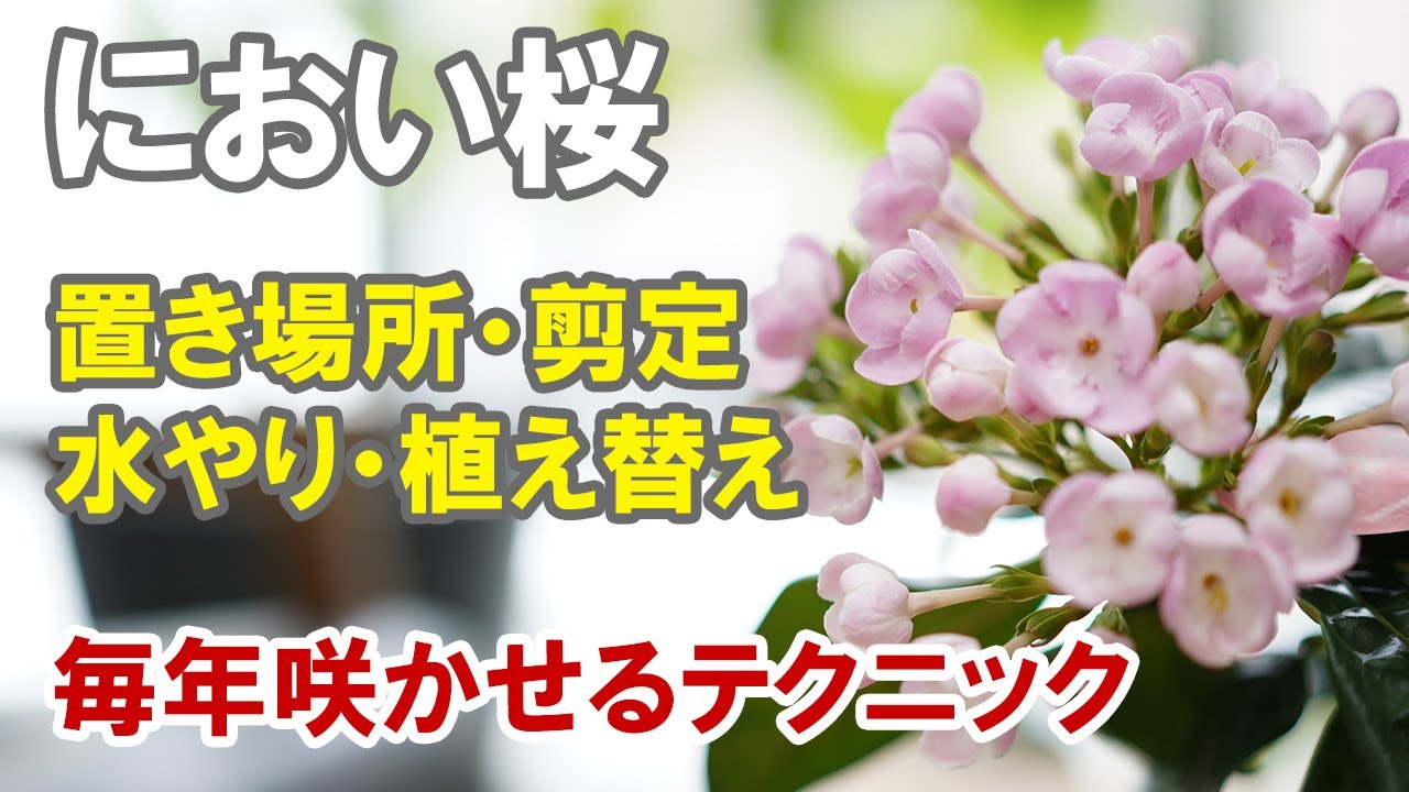 におい桜（ルクリア）の育て方　置き場所　剪定　水やり　植え替え