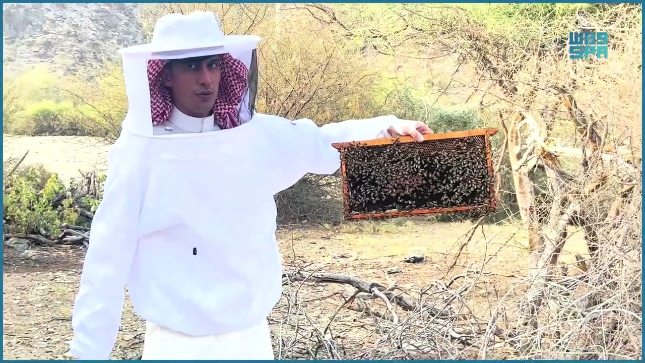 تربية النحل وإنتاج العسل .. مهنه تتوارثها الأجيال بـ #الباحة. #واس