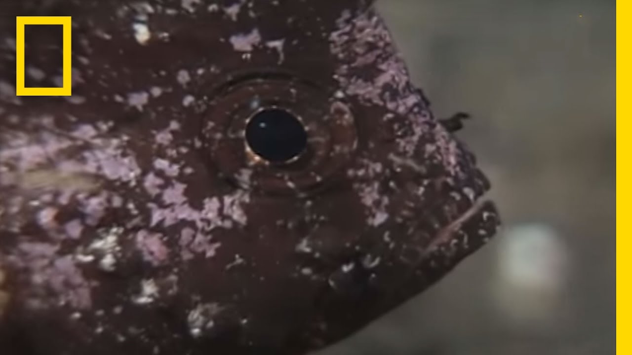 Camo Fish in Action | National Geographic