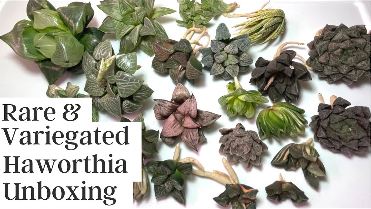 Rare & Variegated Haworthia Unboxing