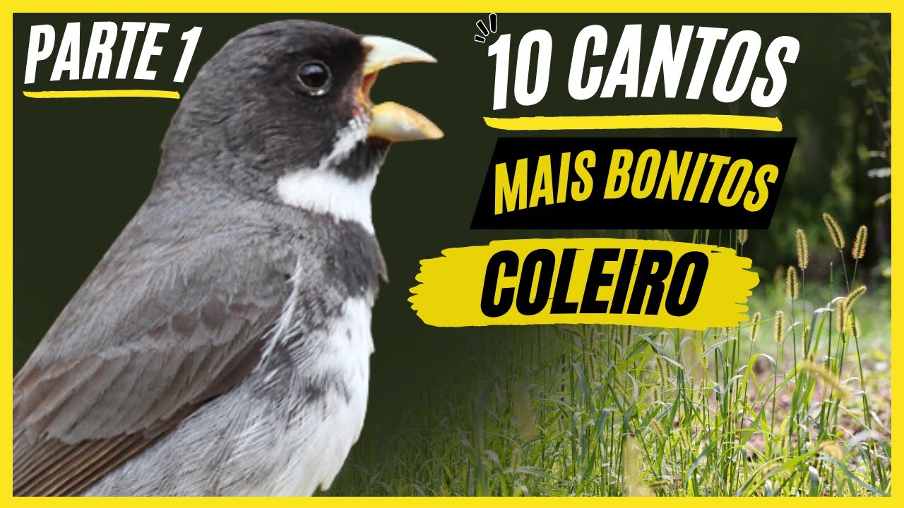 TOP 10: Cantos De 