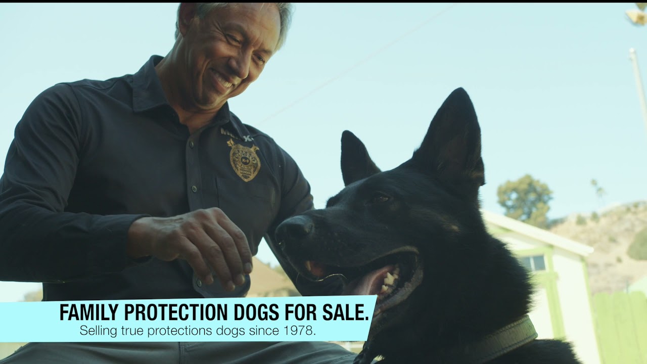 MAN-K9 DOG TRAINING - Our Services