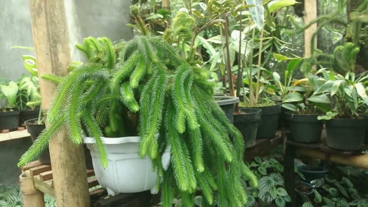 tanaman paku pakuan ekor tupai#asparagus densiflorus#paku pakuan paling unik #tanamancantik