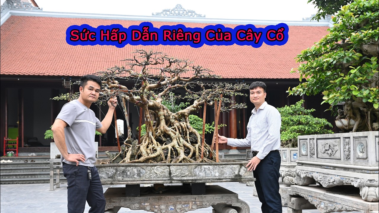 Sức Hấp Dẫn Riêng Của Cây Cổ
