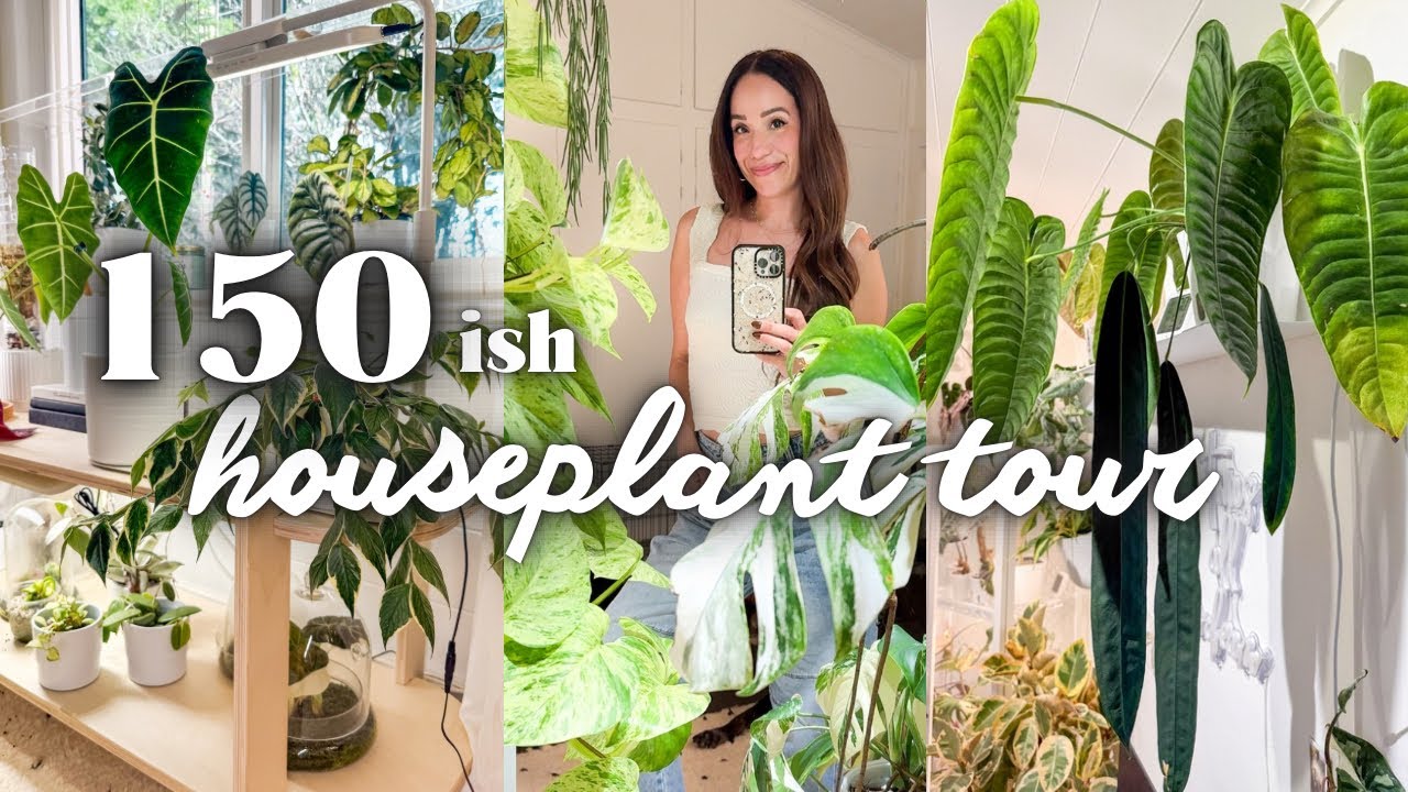 my full 2025 houseplant tour 🌿 every single plant in my home