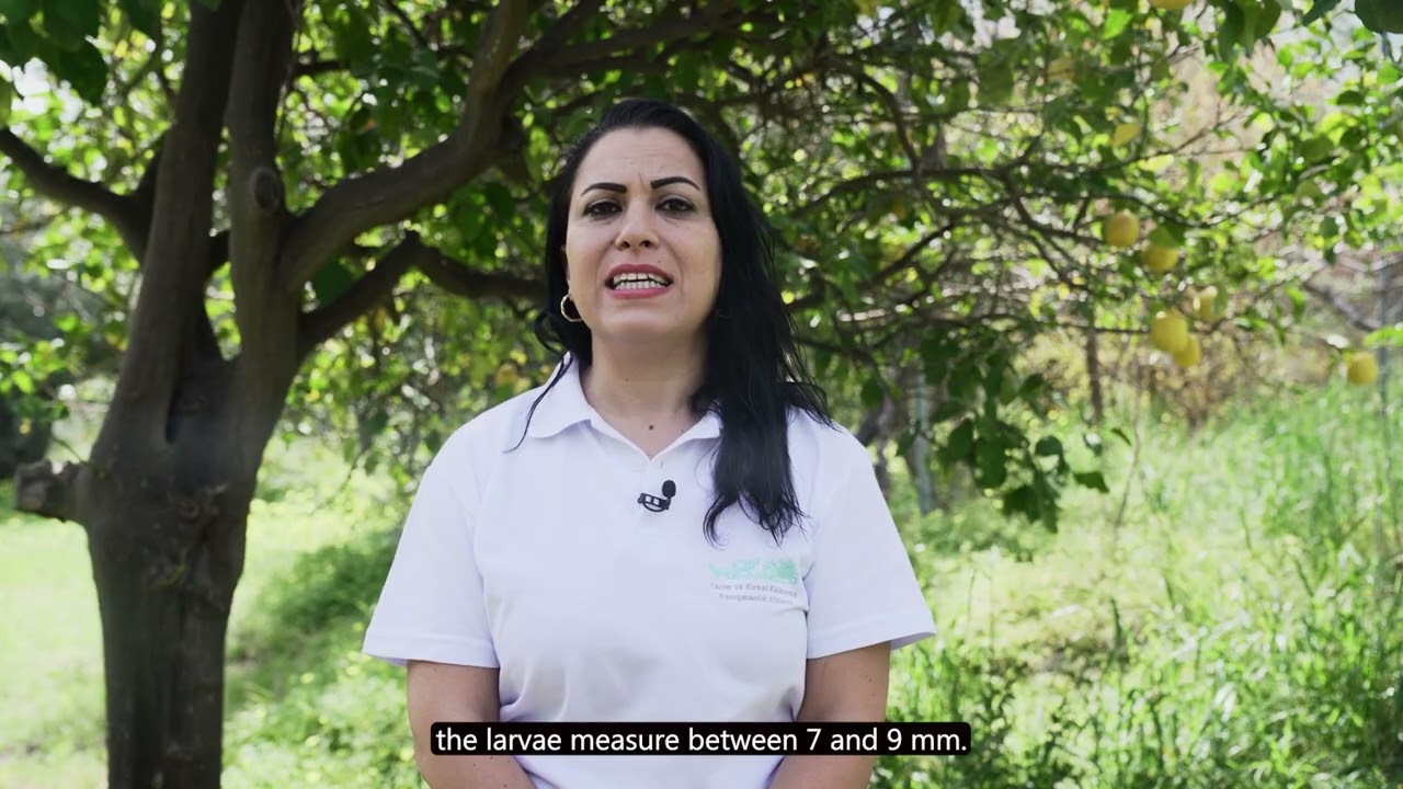 Akdeniz Meyve Sineği Tanımlanması İzlenmesi ve Mücadelesi