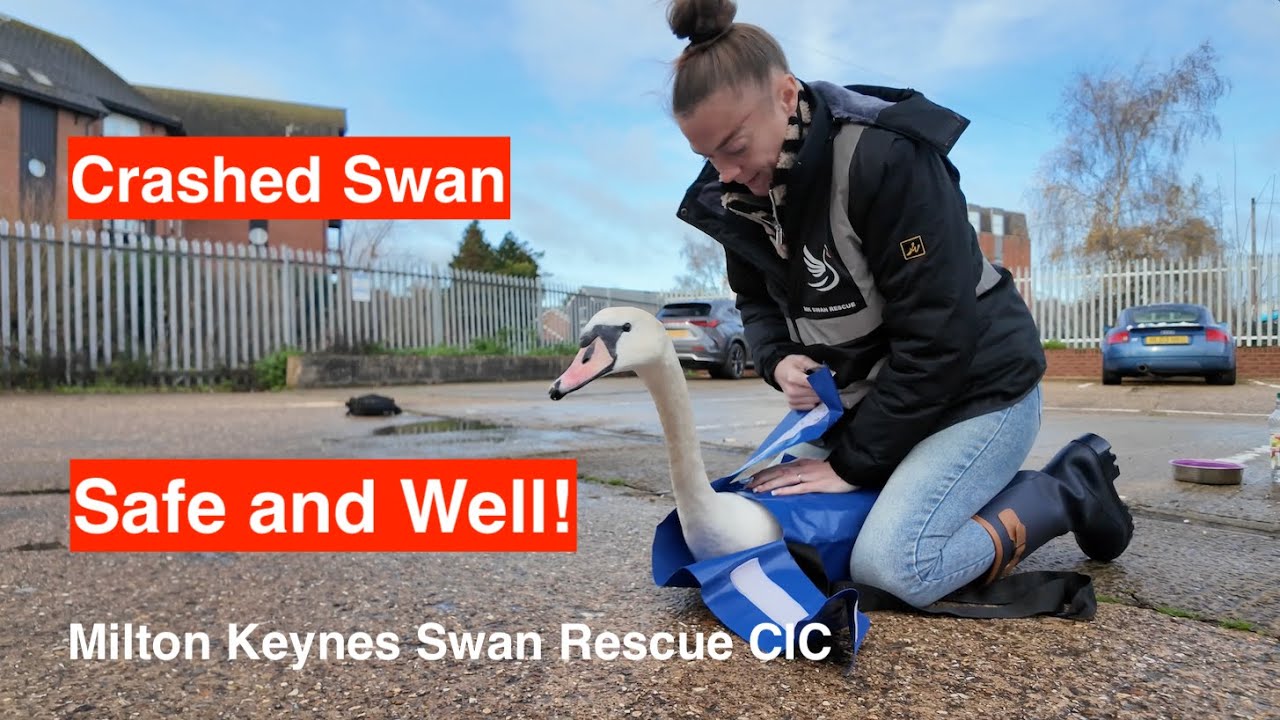 Crash landed Swan rescued from a fenced car park.
