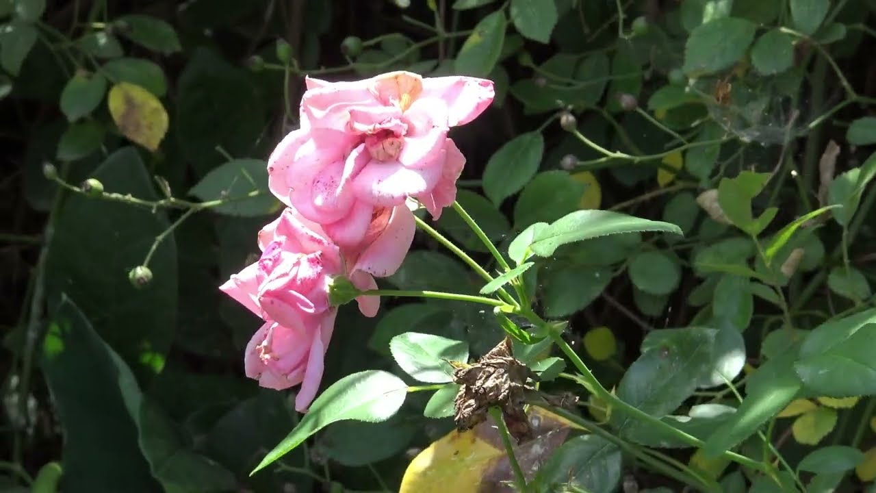 GIARDINO DELLE ROSE DI VALLERANELLO A FERRAGOSTO 2024