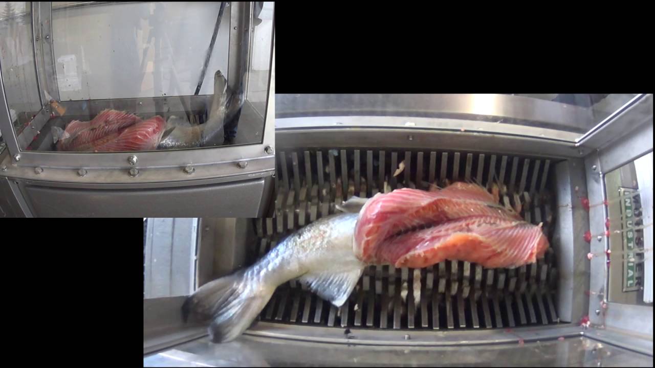 JWCE Muffin Monster | Fish Head Grind