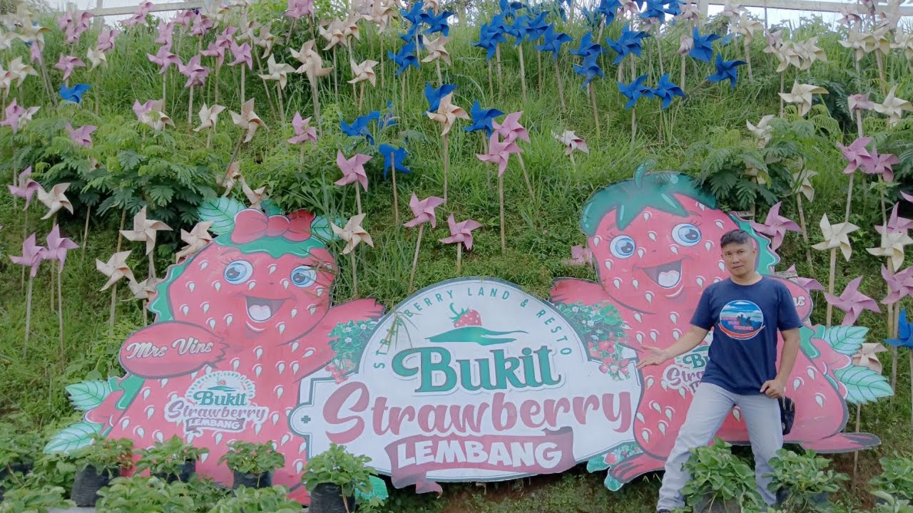 Wisata Bukit Strawberry Lembang , Cibogo Kec. Lembang Kab. Bandung