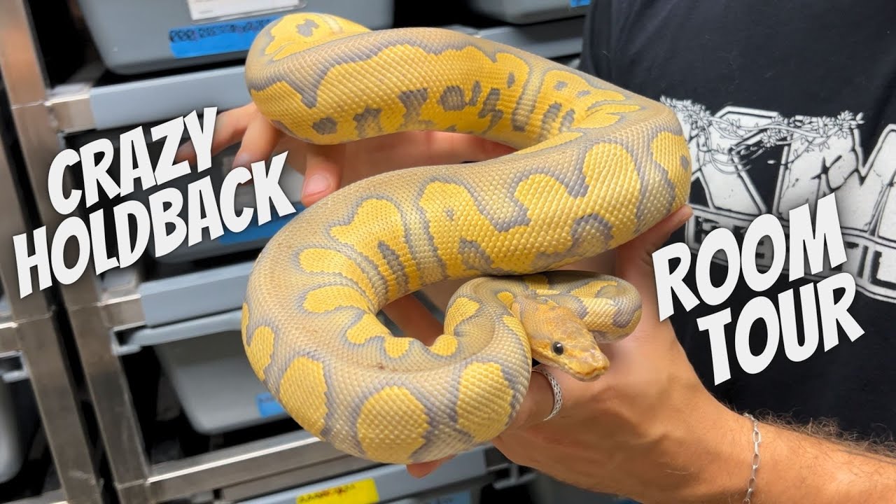 Holdback Room Tour, Big Updates on our Older Animals