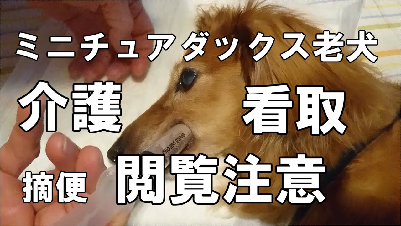老犬ミニチュアダックスフンド金時の介護と看取りの時