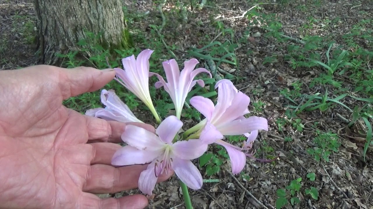 RESURRECTION LILY (OAG)