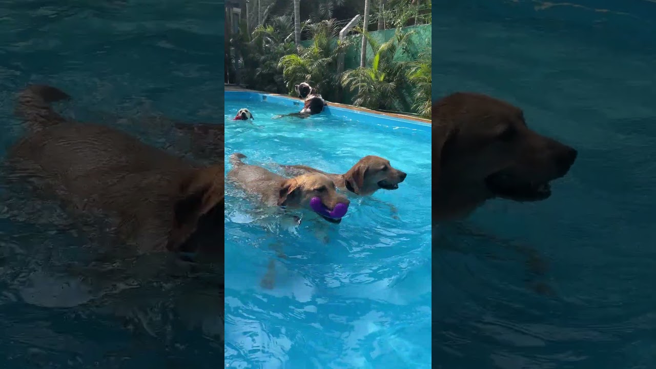 Trees and Tails | Coimbatore Pet Resort