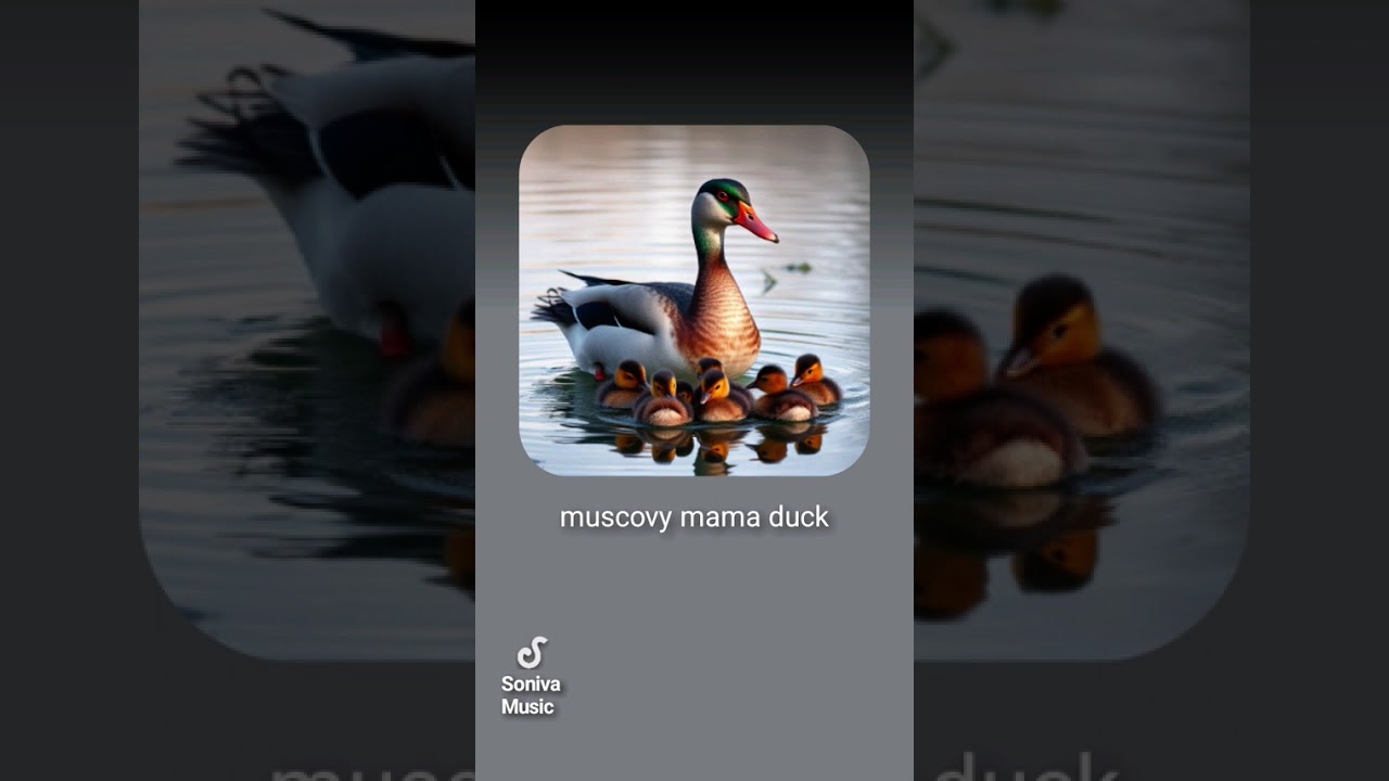 Muscovy mama duck 