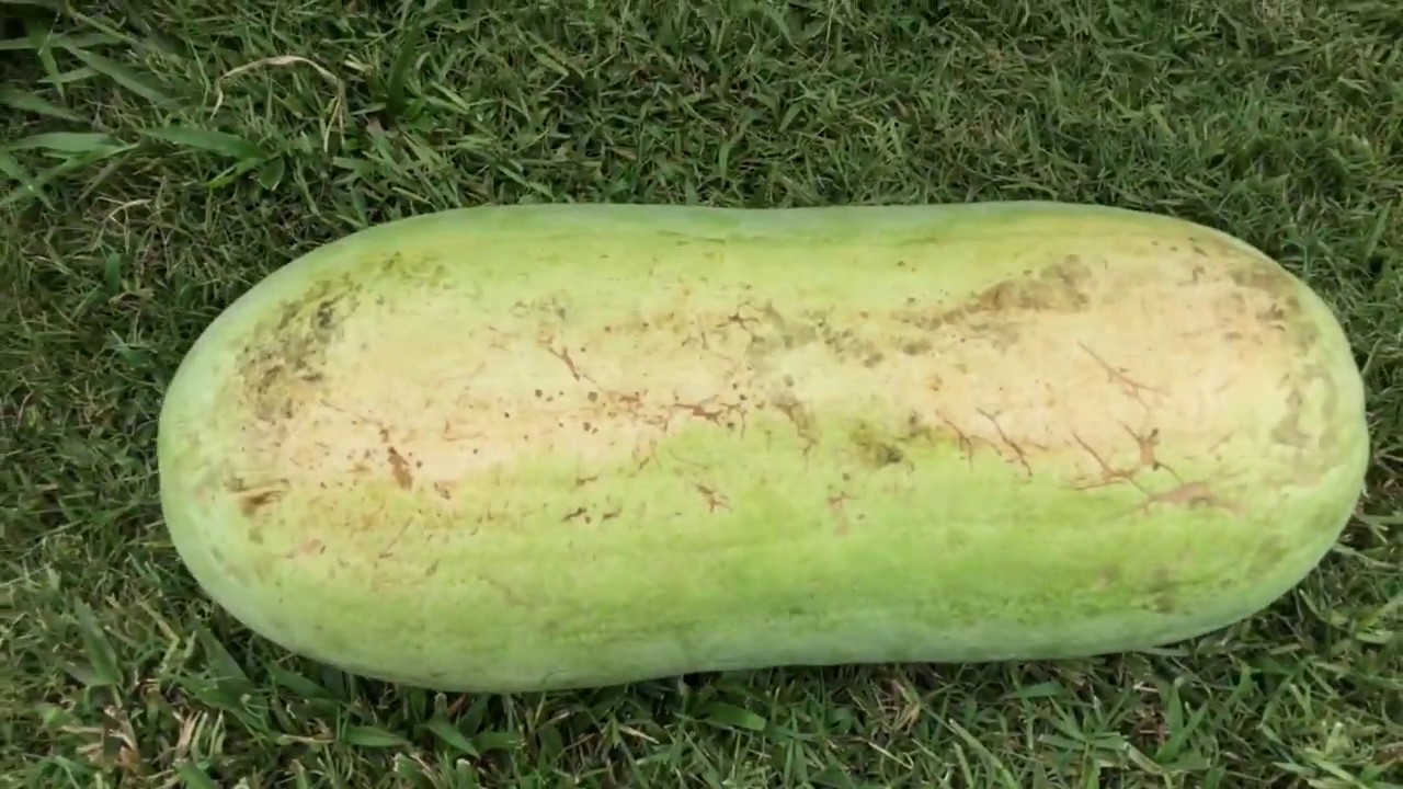 HUGE Charleston Grey! Big Melons, Lil Water! UPDATE Part 7