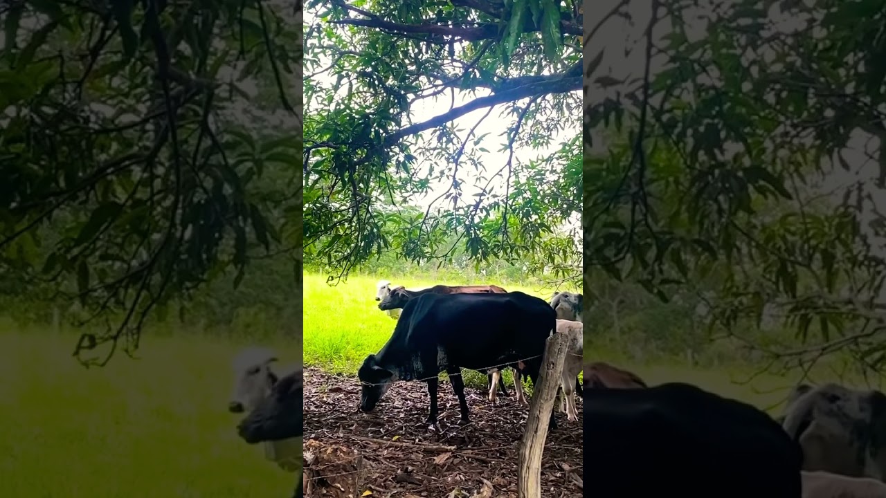 #fazenda #modaoraiz #modaodeviola # #amomuitotudoisso #vidanocampo #boi🐂🍃🍂🌿