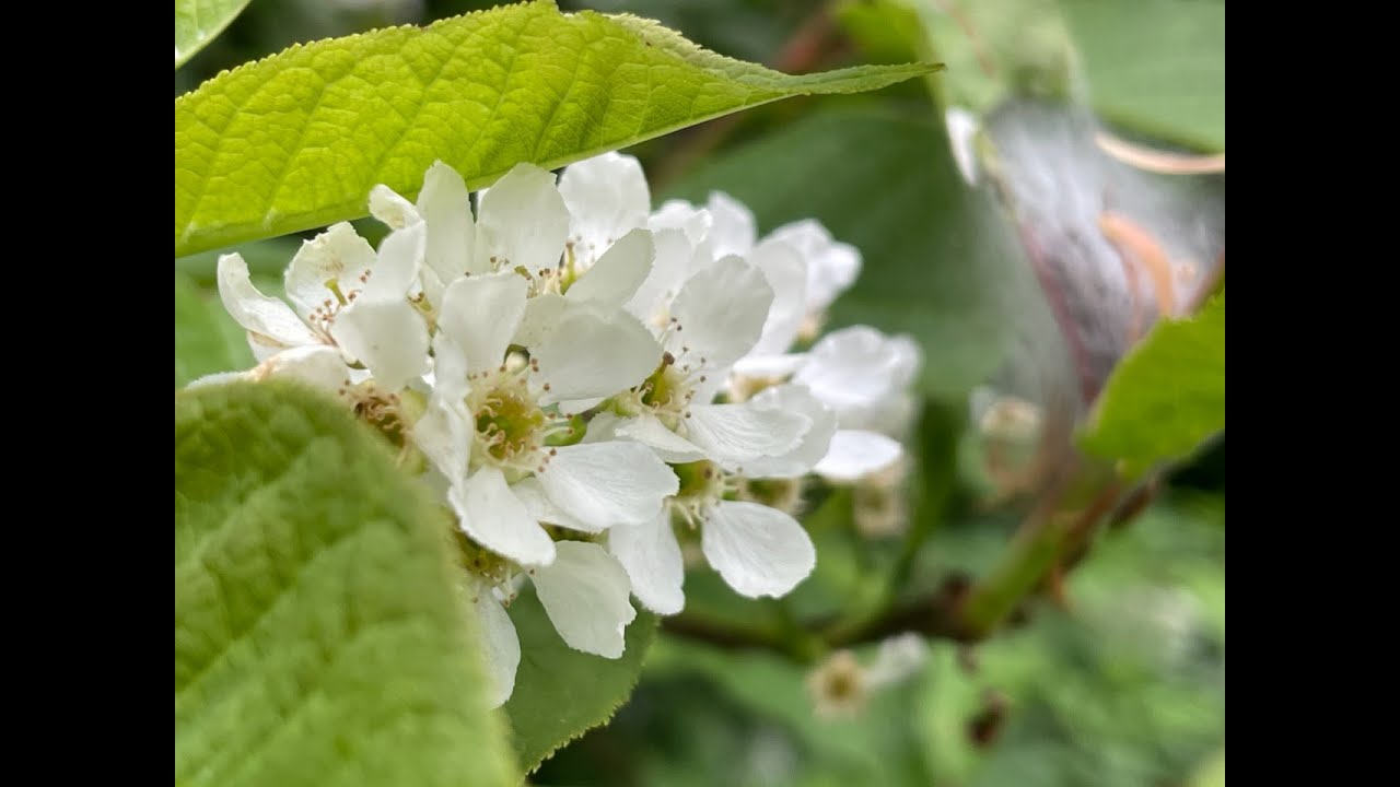 Bird cherry, a vital component to our farm’s biodiversity; I explain why
