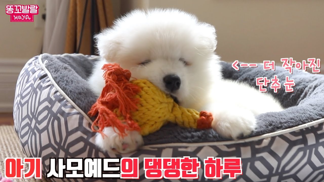 귀여움 끝판왕 단추. 팔랑귀 아기사모예드의 심쿵한 일상이에요~