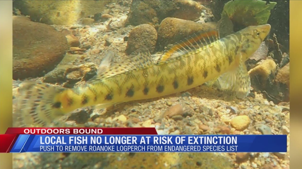 Roanoke Logperch &lsquo;king of darters&rsquo; no longer at risk of extinction