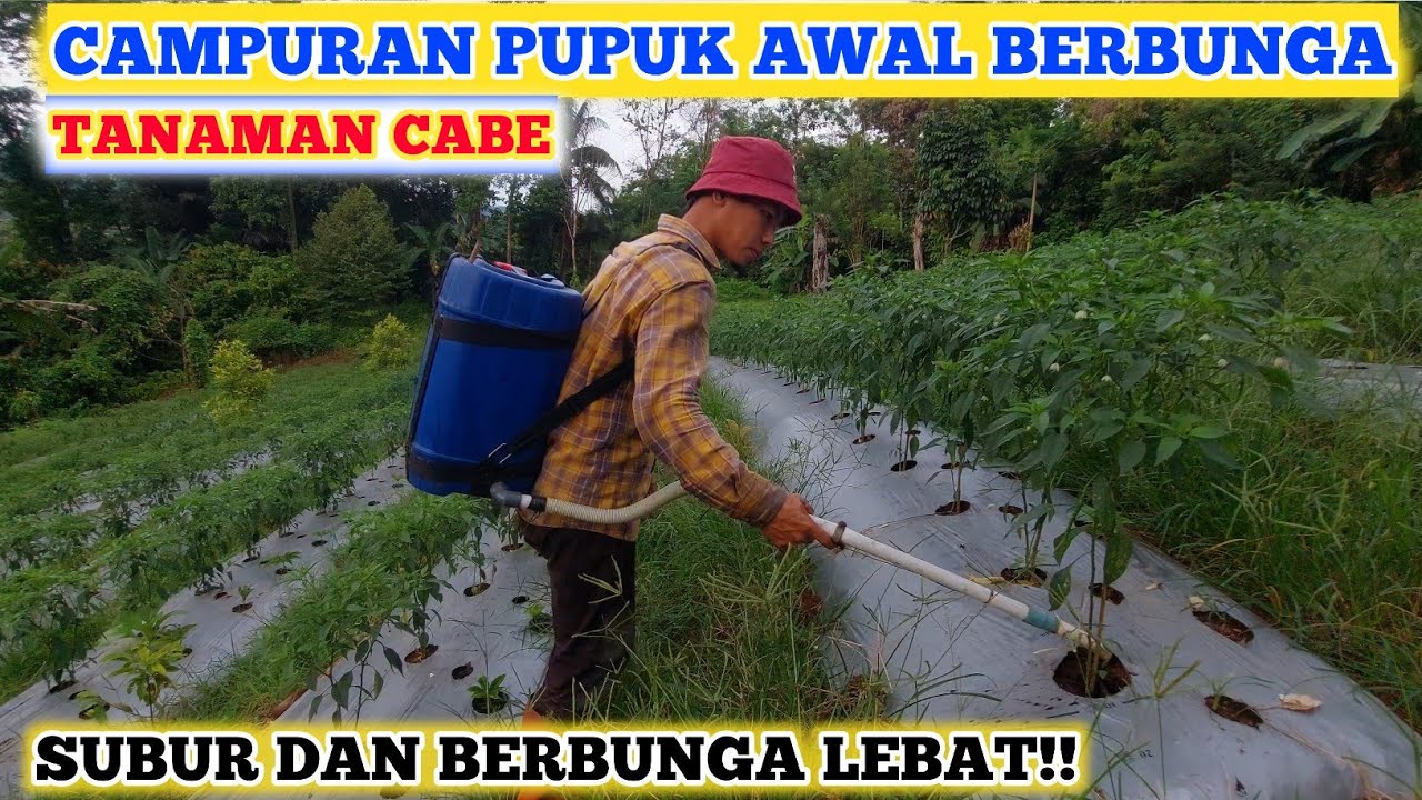 UPDATE INILAH CAMPURAN PUPUK MASA BERBUNGA TANAMAM CABE | PUPUK UNTUK MELEBATKAN BUNGA TANAMAN CABE