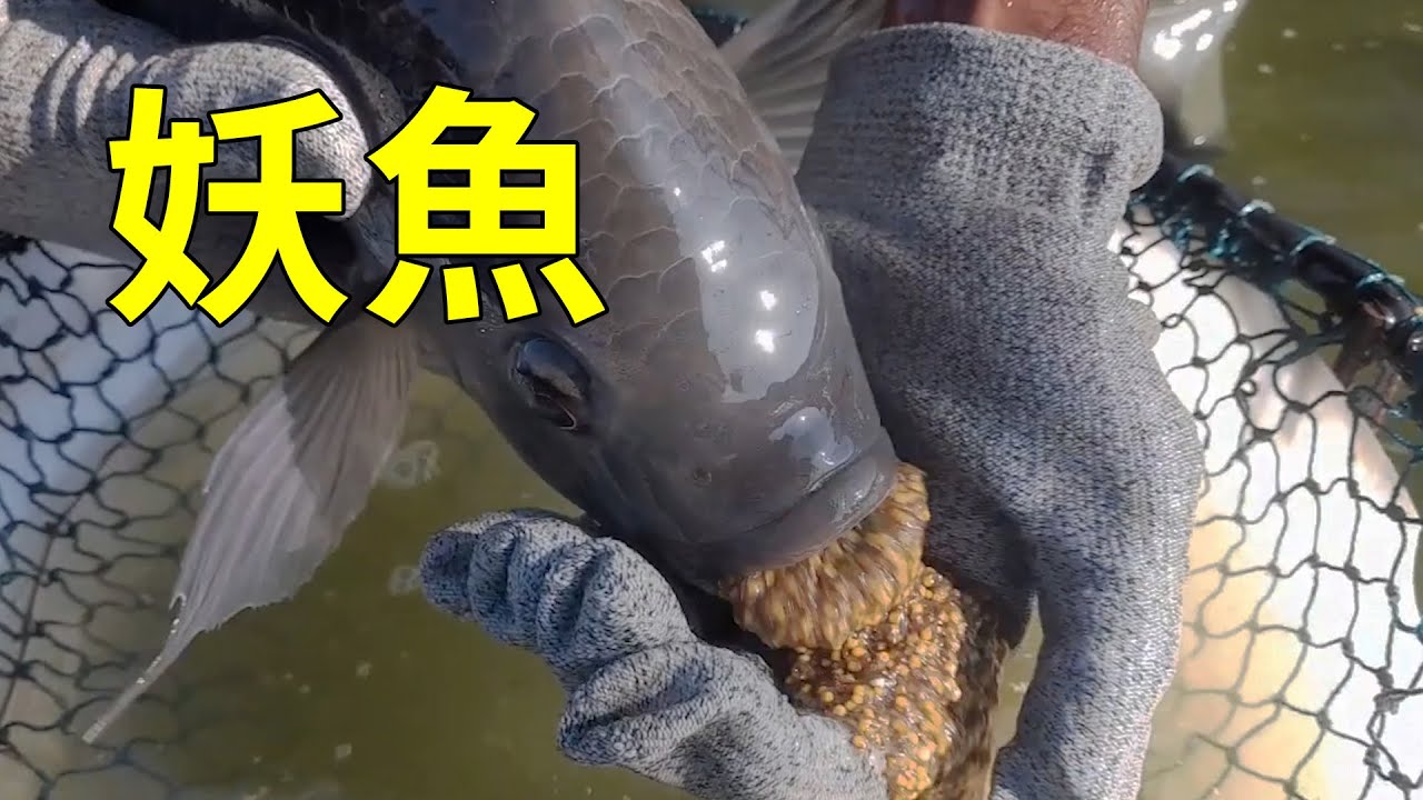 為什麼吃的羅非魚都是公的？養殖過程告訴你答案