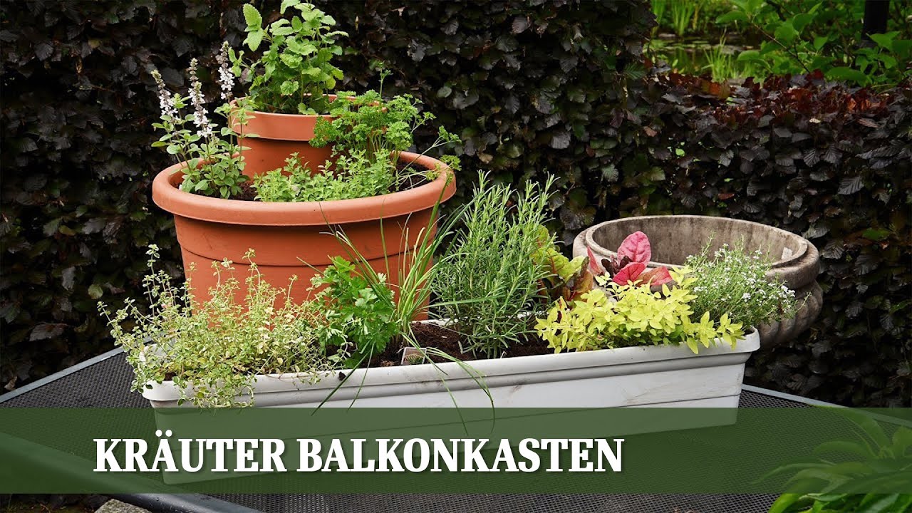 Balkon Kräuter - Wie bepflanze ich einen Kasten oder Topf für den Balkon?