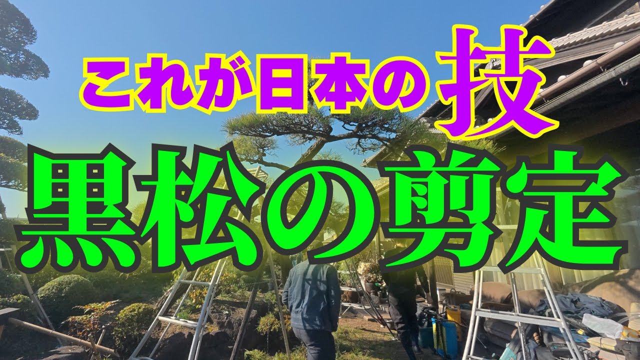 【黒松の剪定】岡山で伝承される日本の技術‼︎細かな判断が樹形を創るJapanese Technique Two BlackPine Pruning