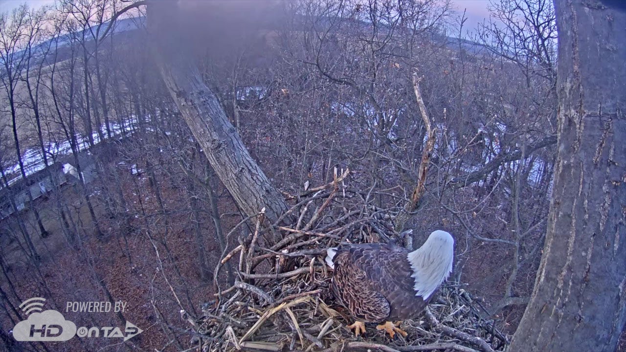 2018 Hanover Eagles - Squirrel Stand-Off!
