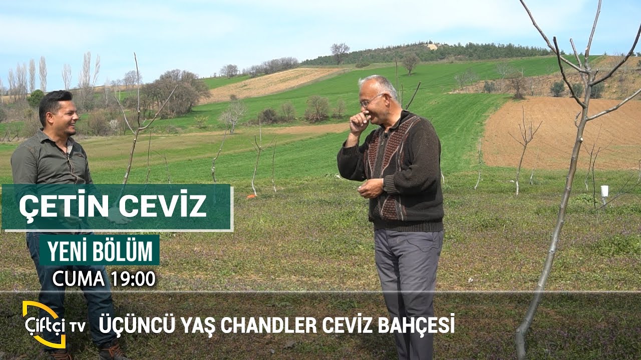 Chandler Ceviz Bahçesi - ÇETİN CEVİZ #tarım #çiftçi #ceviz