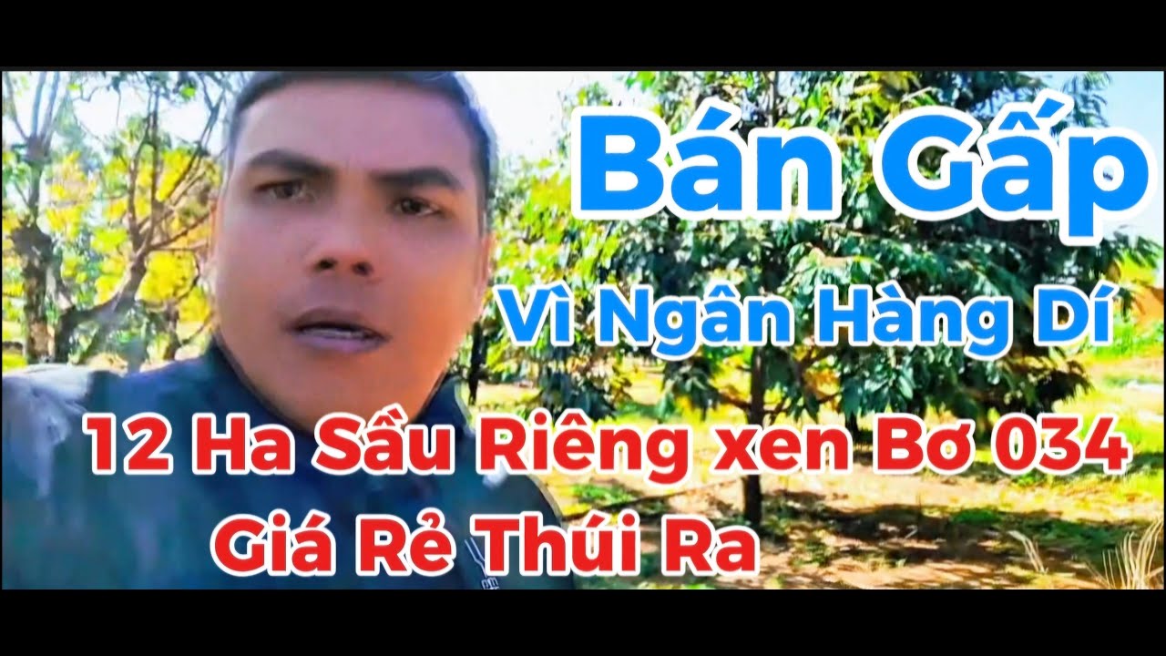 (Số 36) Chủ Ngợp Ngân Hàng Cần Bán Gấp 12 Ha Sầu Riêng Xen 1000 Gốc Bơ 034.#nhadatthanhbinh.