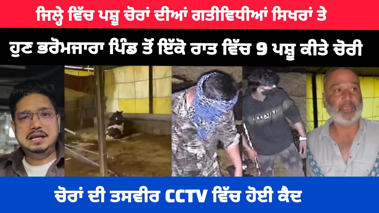 ਨਵਾਂਸ਼ਹਿਰ : ਜਿਲ੍ਹੇ ਵਿੱਚ ਪਸ਼ੂ ਚੋਰਾਂ ਦੀਆਂ ਗਤੀਵਿਧੀਆਂ ਸਿਖਰਾਂ ਤੇ !! ਹੁਣ ਭਰੋਮਜਾਰਾ ਪਿੰਡ ਤੋਂ ਇੱਕੋ ਰਾਤ ਵਿੱਚ..